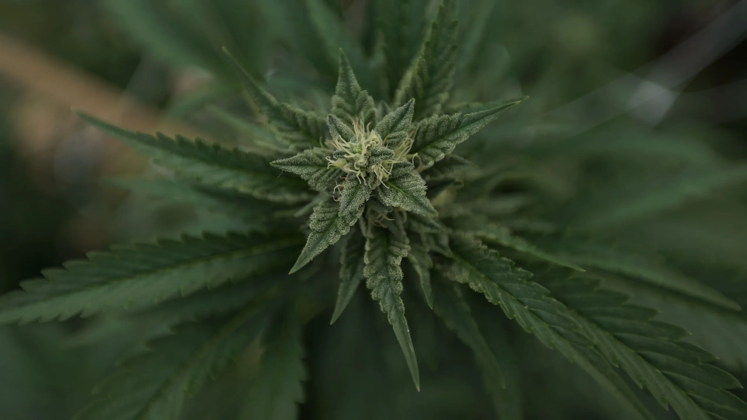 Marijuana plants 25.jpg