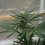 Marijuana plants 33.jpg