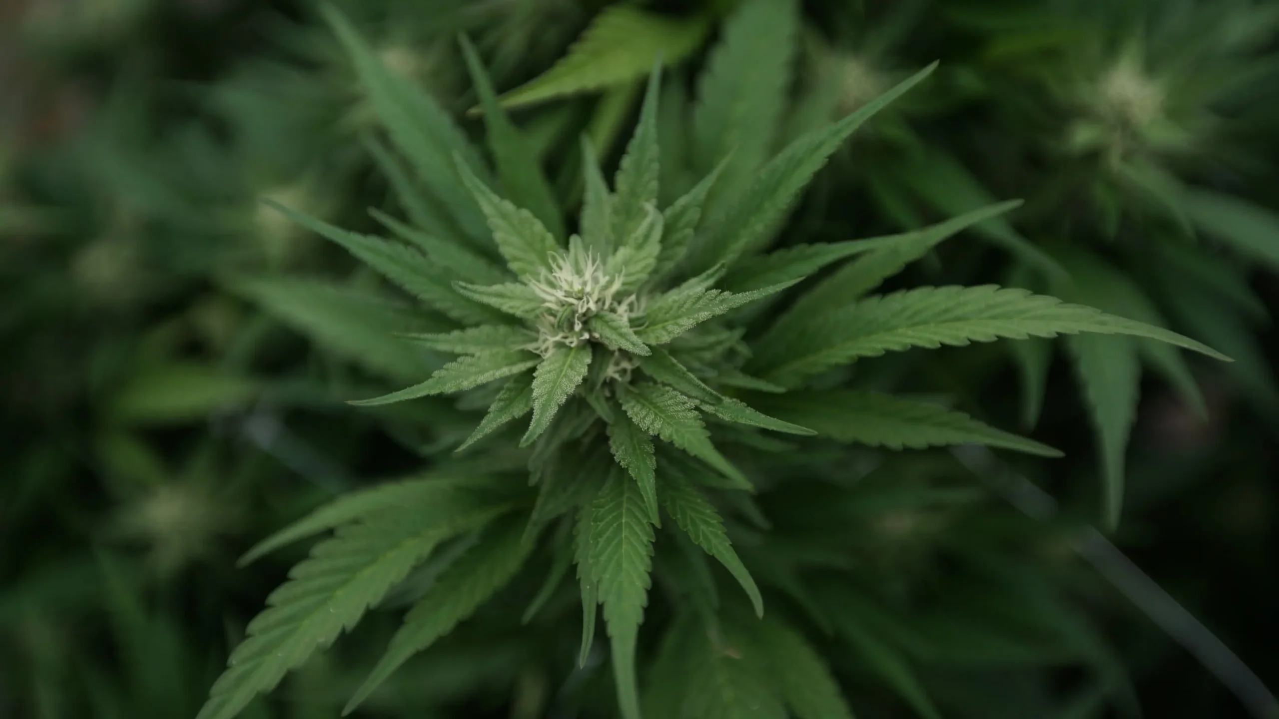 Marijuana plants 39.jpg