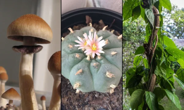 Maryland Lawmakers File Bills To Extend Psychedelics Task Force To Recommend More Reforms Through 2027