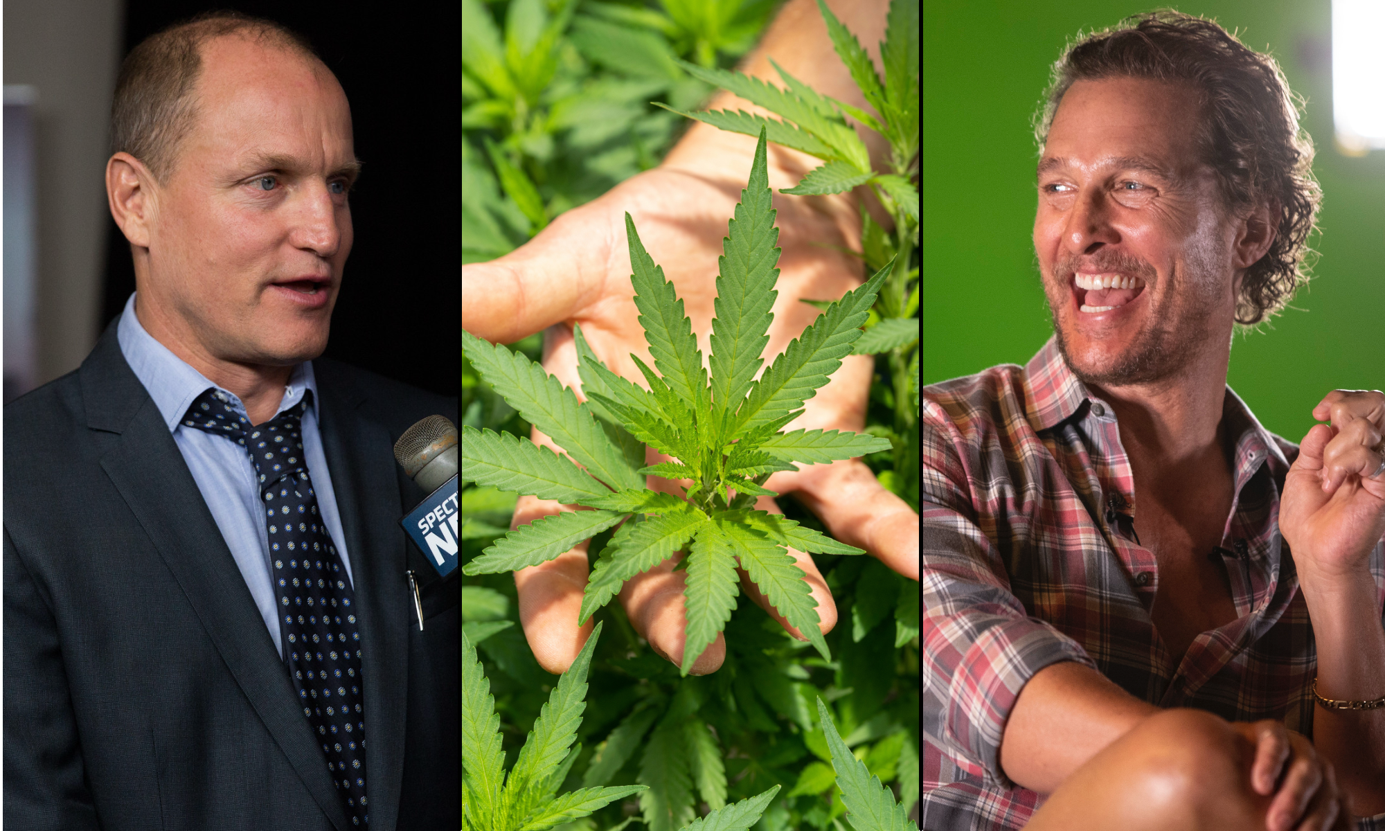 Woody harrelson matthew mcconaughey marijuana cannabis.png