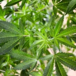 15857489879 bc8dc6a947 k.jpg