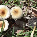 28862243195 0fcb53e274 b e1613159803177