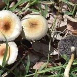 28862243195 0fcb53e274 b e1613159803177.jpg