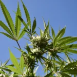 36996972330 84121f496d k.jpg