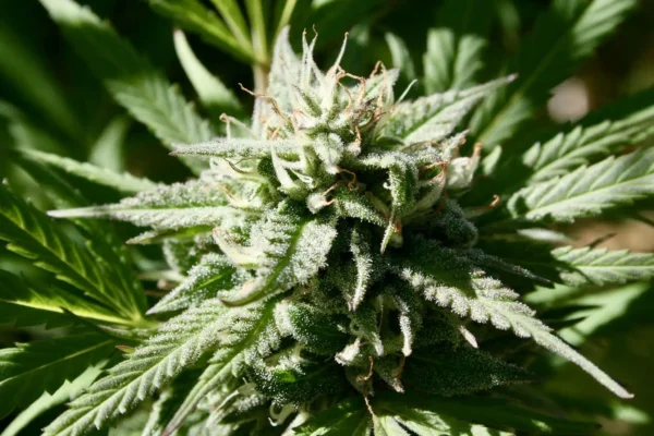 Virginia Senators Advance House-Passed Marijuana Sales Bill As Reform Nears Finish Line In Both Chambers