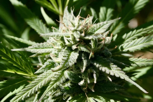 Ohio Governor Tells Cannabis Advocates To Stop ‘Whining’ Over Legalization Law Changes As Rollback Referendum Proceeds