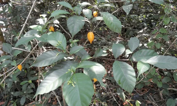 West Virginia And Mississippi Lawmakers Approve Psychedelics Bills To Fund Ibogaine Trials Toward FDA Approval