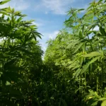 Hemp Fields UK American Hemp