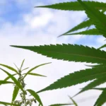 MaxPixel.freegreatpicture.com Grass Plant Marijuana Nature Leaf Hashish 3364697 e1549572889614