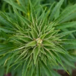 Rosie Creek Farm 9 4 Max Jackson NIKON D610