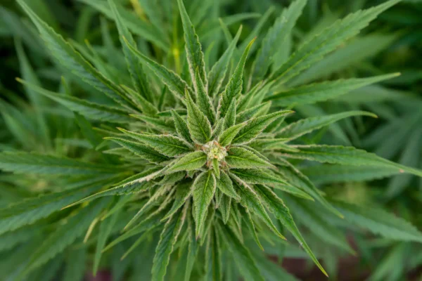 Arizona Senators Approve Measures To Criminalize ‘Excessive’ Marijuana Smoke Or Odor