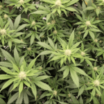 Screen Shot 2021 01 26 at 9.34.39 AM e1611682554361.png