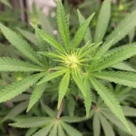 Screen Shot 2021 01 28 at 10.58.02 AM e1611860353683