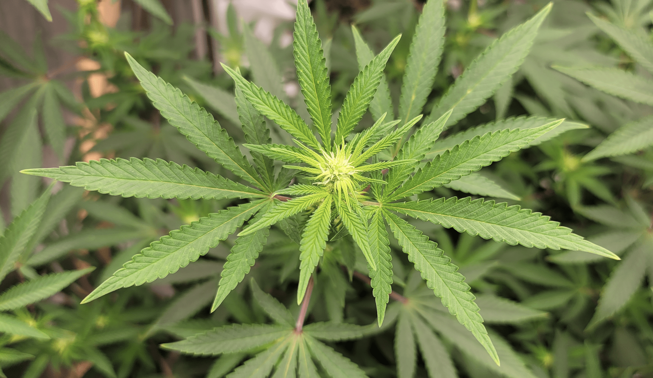 Screen Shot 2021 01 28 at 10.58.02 AM e1611860353683.png