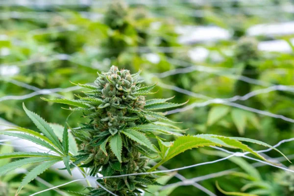 Pennsylvania Lawmakers Should Legalize Marijuana This Year, Pittsburgh City Council Resolution Says