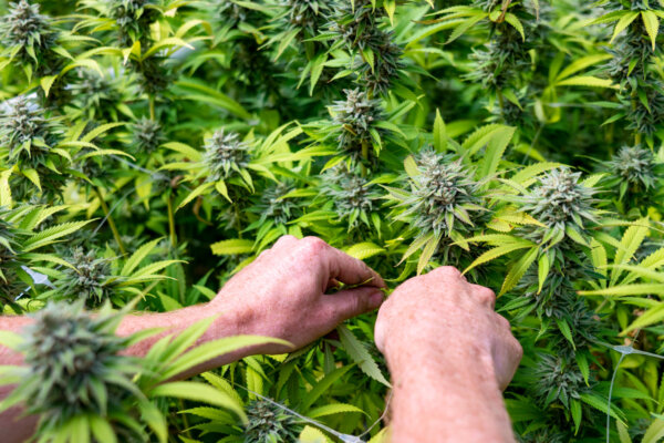 Pennsylvania Must Not Over-Tax Marijuana If Legalization Is Going To Work Well (Op-Ed)