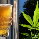 Beer alcohol marijuana