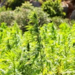 Cannabis 2773112 1280 e1550522099138