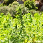 Cannabis 2773112 1280 e1550522099138.jpg