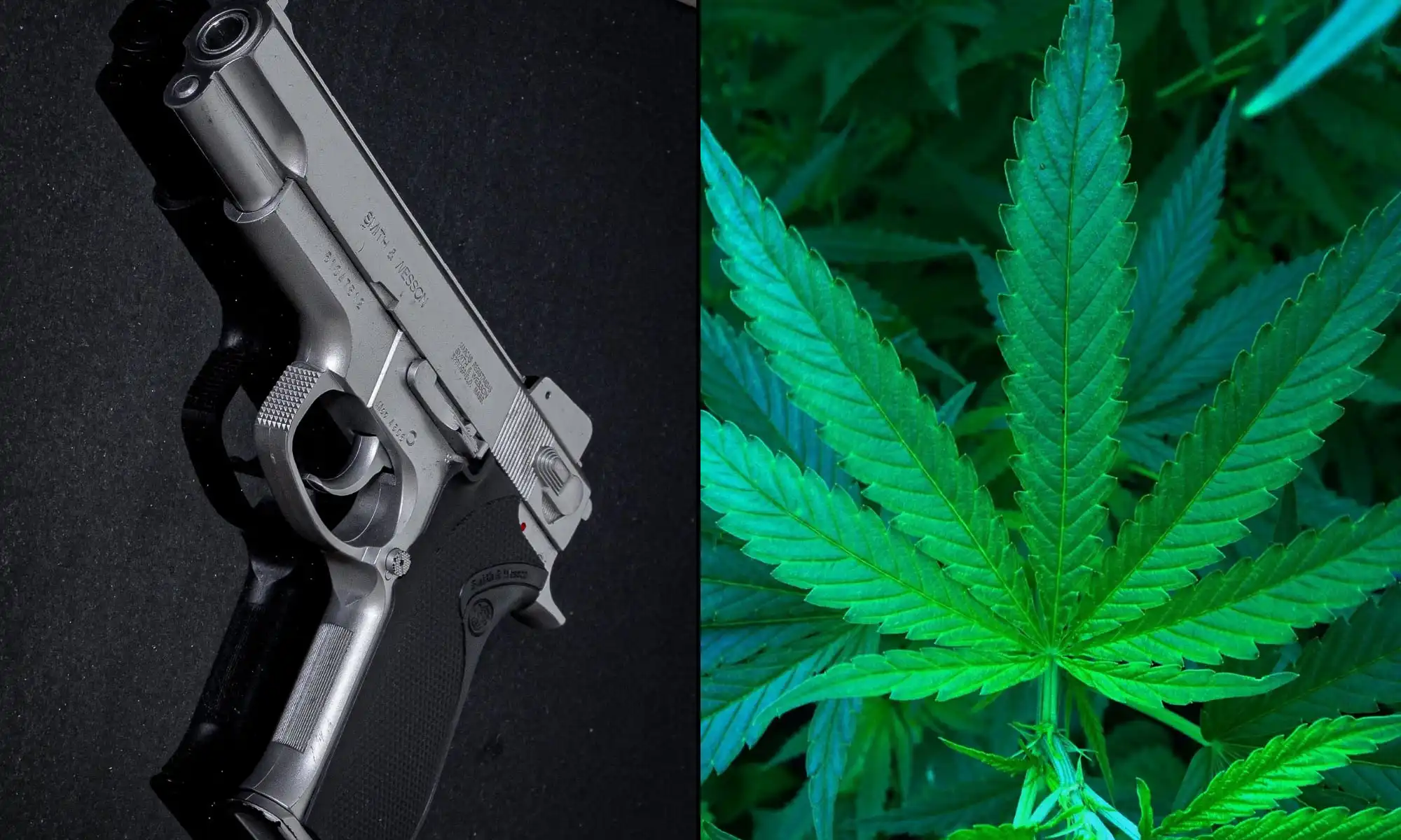 Gun firearms marijuana