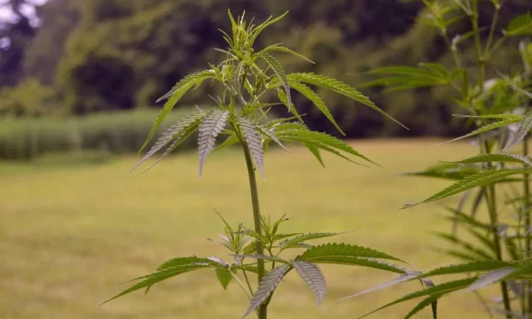 Rhode Island Bars And Restaurants Push Back On Proposal To Ban Hemp THC Drink Sales