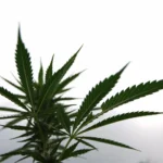 Marijuana plants 10.jpg