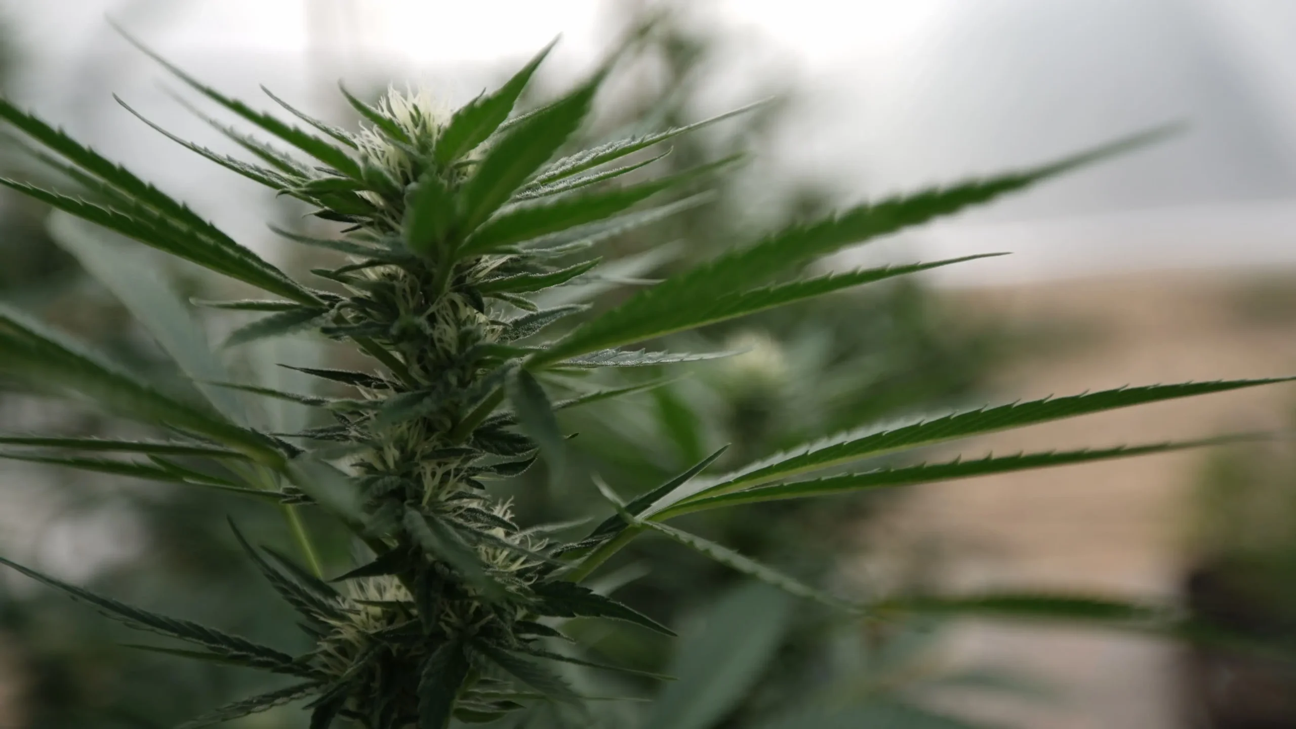 Marijuana plants 11.jpg