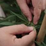 Marijuana plants 15.jpg