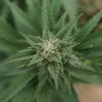 Marijuana plants 26 e1629840350417 scaled