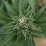 Marijuana plants 26 e1629840350417.jpg