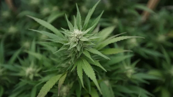 Washington Lawmakers Take Up Bill To Legalize Marijuana Home Grow Amid Police Opposition