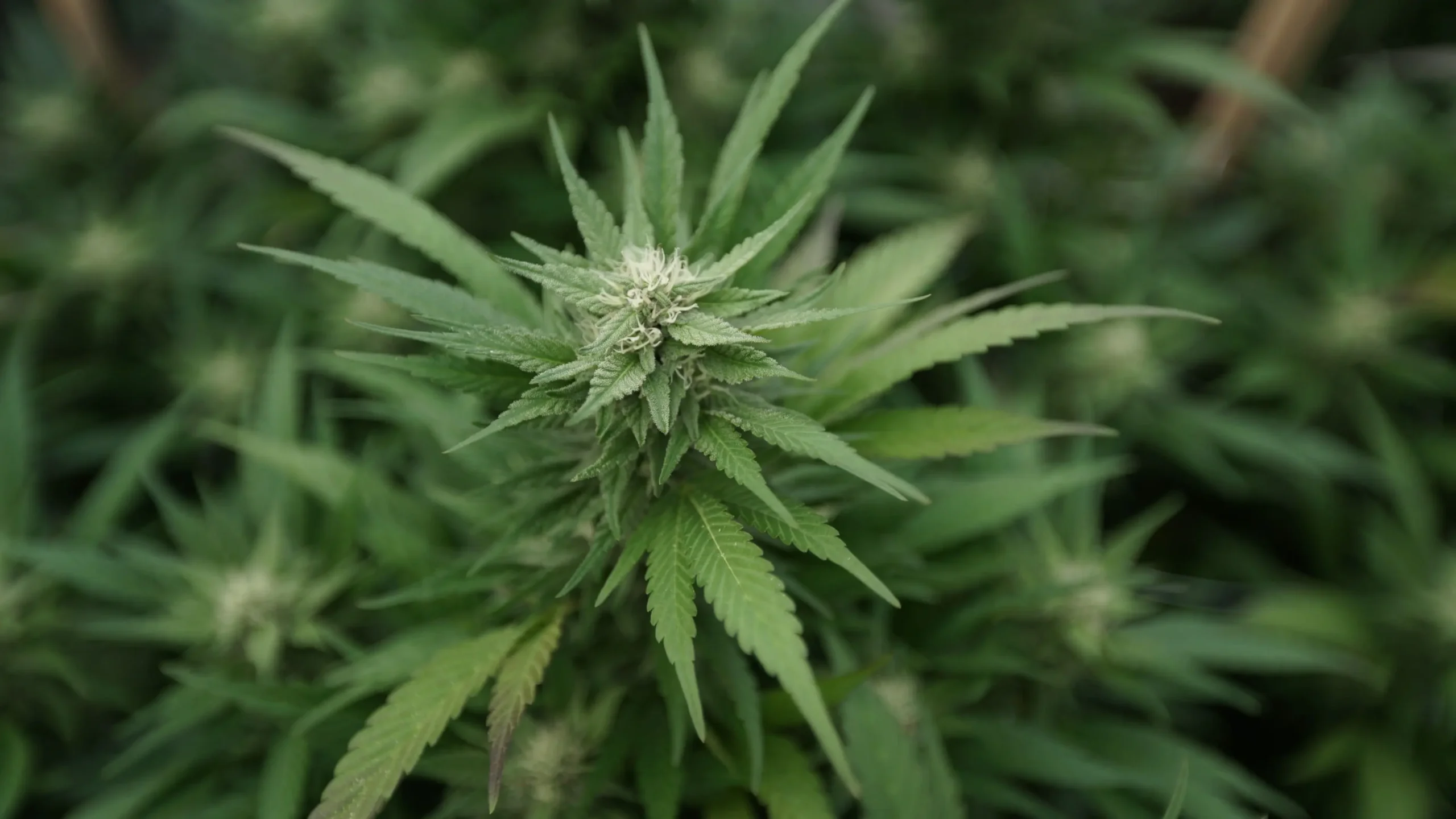 Marijuana plants 7.jpg