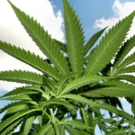 Marijuana 1508933719 e1544813924120