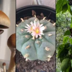 Psychedelic psilocybin peyote ayahuasca.jpg