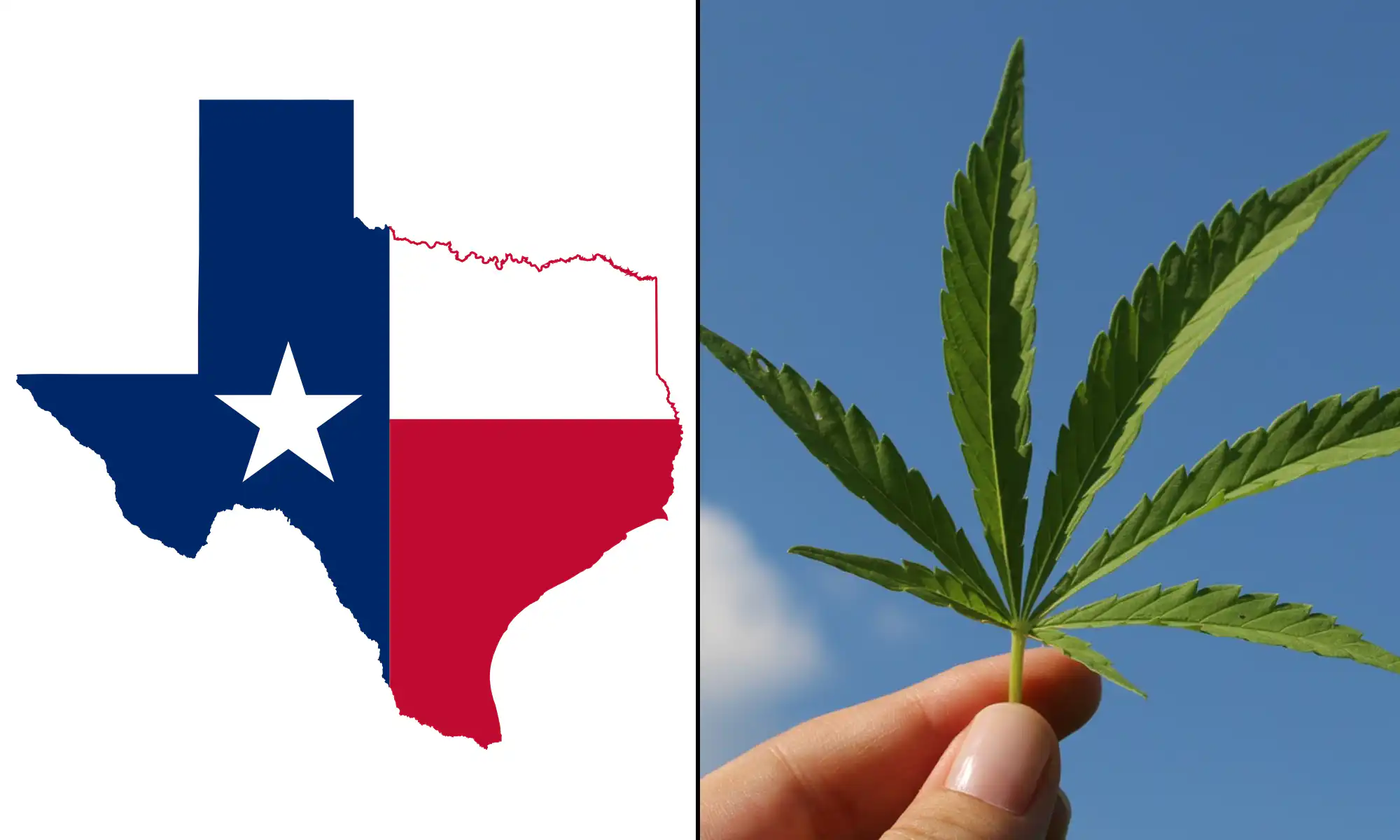 Texas flag marijuana cannabis leaf