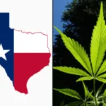 Texas marijuana