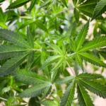 15857489879 bc8dc6a947 k