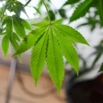 16041577621 7eb25d0564 k