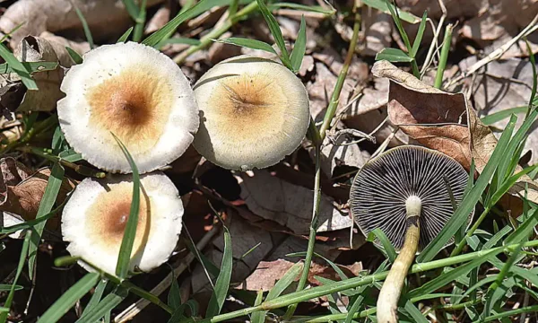 Utah Lawmakers Pass Bill To Support Clinical Trials On Psychedelics For Veterans’ Mental Health