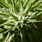 37208596306 152e60fb9b k