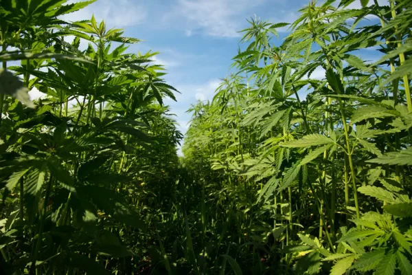 Congressional Lawmakers Approve Farm Bill With Hemp Provisions—But Not The THC Ban Delay Stakeholders Wanted
