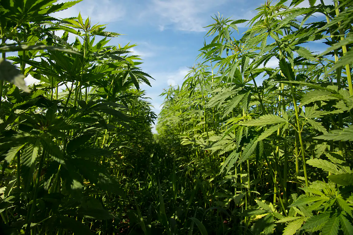 Hemp Fields UK American Hemp