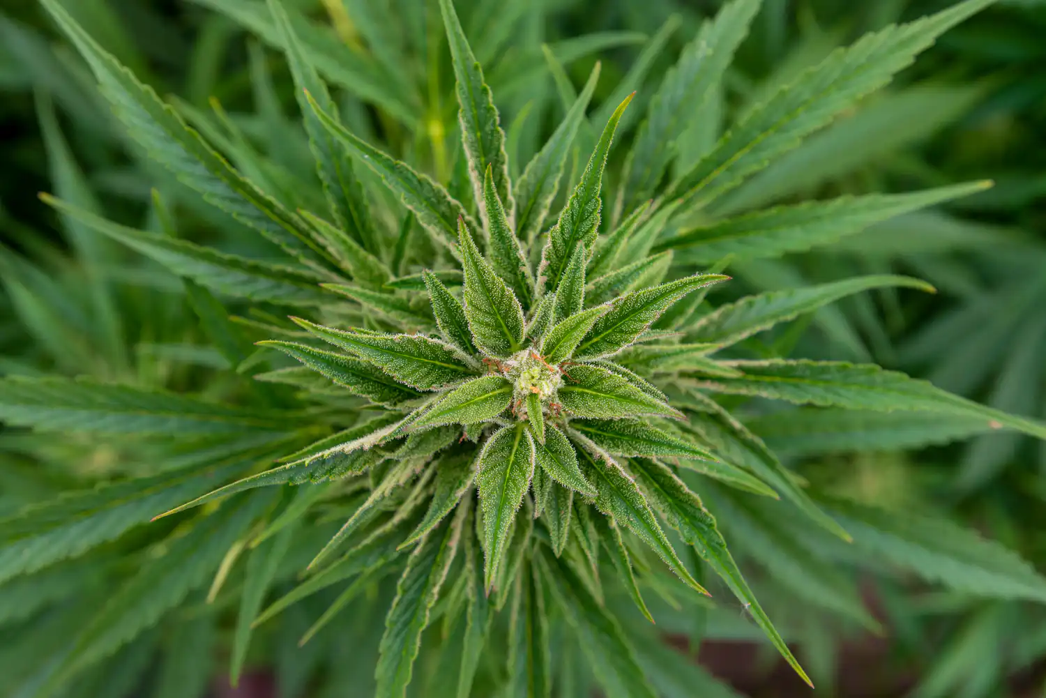 Rosie Creek Farm 9 4 Max Jackson NIKON D610