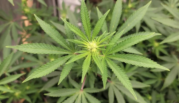 Top GOP Tennessee Lawmaker Says Federal Marijuana Rescheduling Could Open Door To Legalizing Medical Use In His State