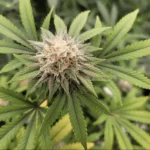 Screen Shot 2021 02 25 at 1.30.02 PM e1614288656800