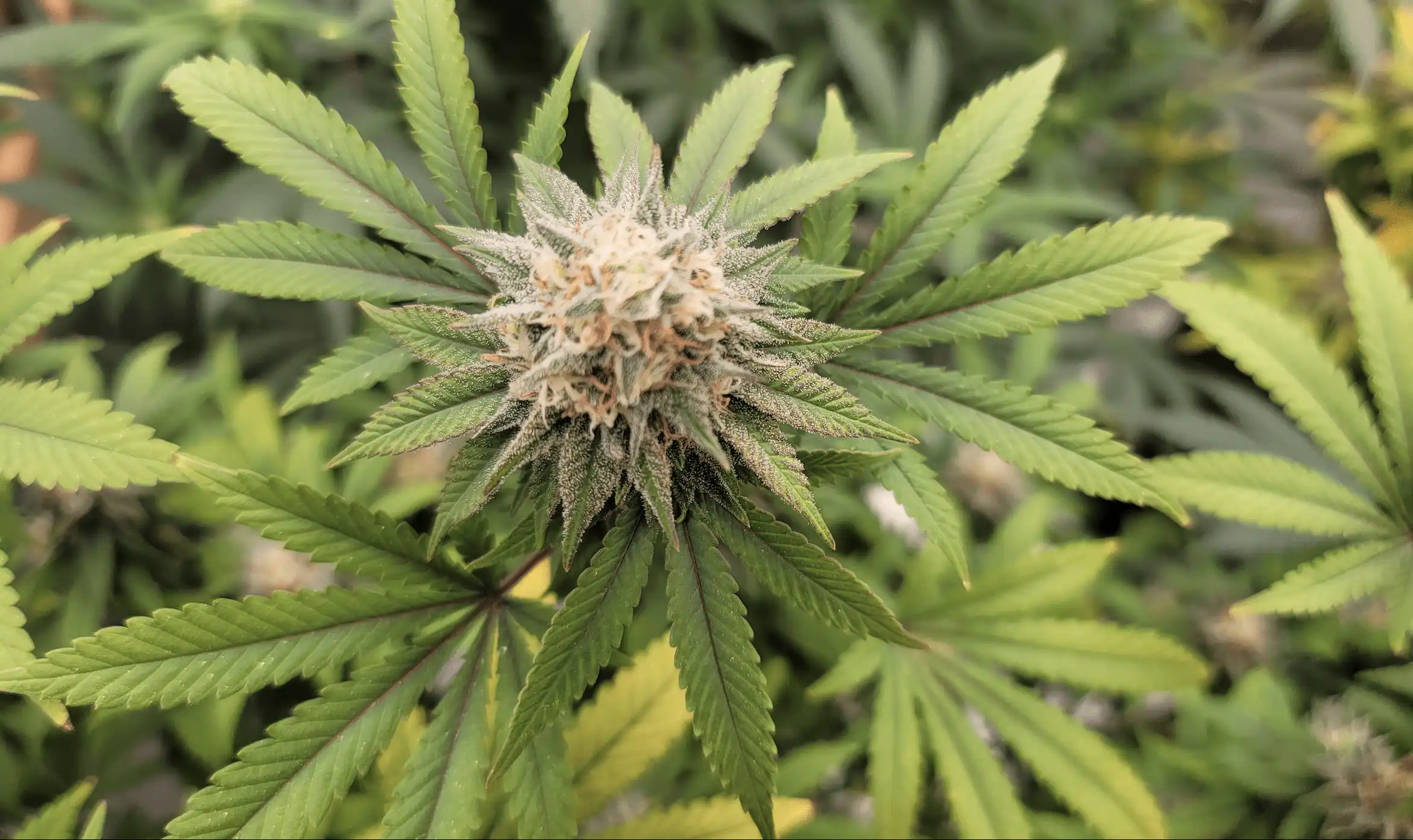 Screen Shot 2021 02 25 at 1.30.02 PM e1614288656800