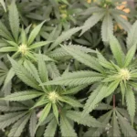 Screen Shot 2021 02 26 at 11.25.41 AM e1614367594554