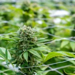 WCF Outdoor Max Jackson ILCE 7RM3