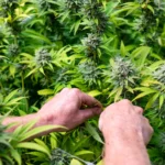 Wild Creek Visit Max Jackson ILCE 7RM3